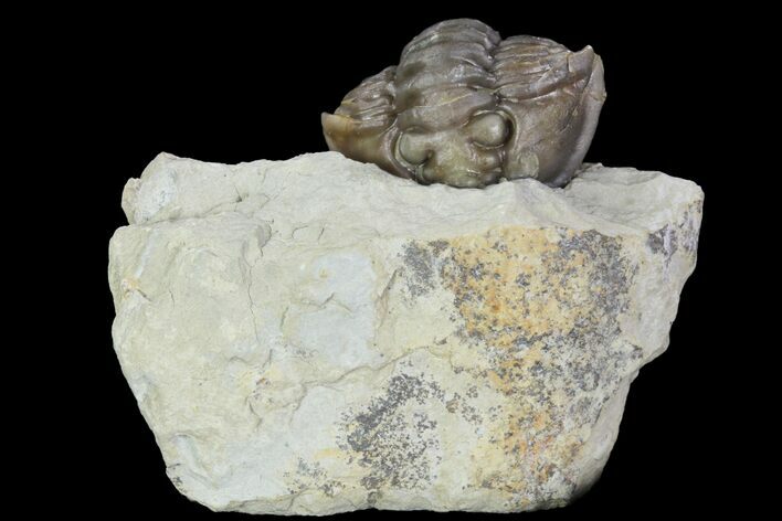 Wide Enrolled Flexicalymene Trilobite - Mt Orab, Ohio #95813